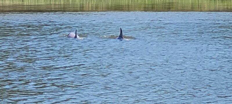 Private dolphin tours in the amazing Savannah Marsh - Discovering Savannahs Marshlands