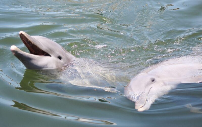 Private dolphin tours in the amazing Savannah Marsh - The Experience from the Traveler’s Perspective