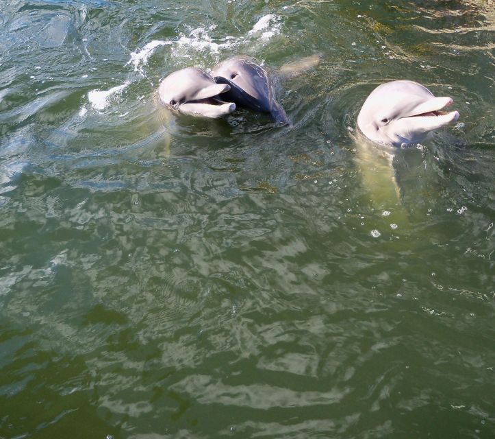 Private dolphin tours in the amazing Savannah Marsh - Who Should Consider This Tour?