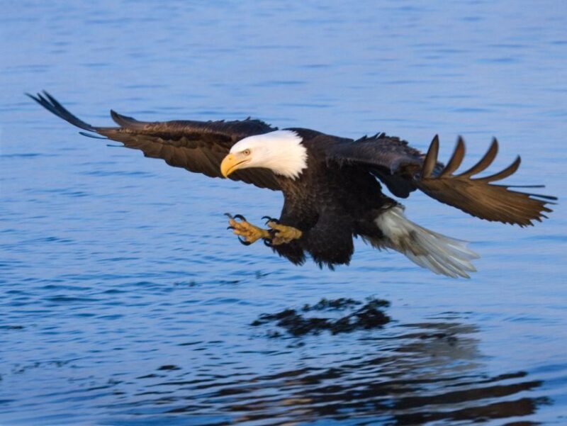 Private dolphin tours in the amazing Savannah Marsh - FAQ