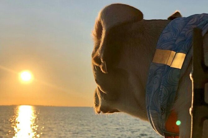 Private Dolphin Watch and Sunset Boat Tour Port Aransas Texas - Discovering the Private Dolphin Watch and Sunset Boat Tour in Port Aransas