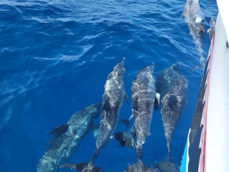 Private Dolphin Watch Boat Tour Port Aransas Texas - Key Points