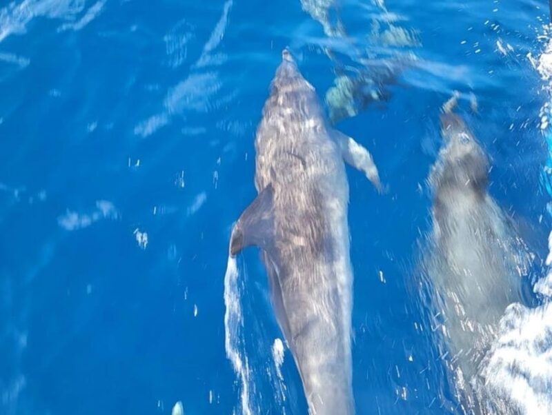 Private Dolphin Watch Boat Tour Port Aransas Texas - An Introduction to the Experience