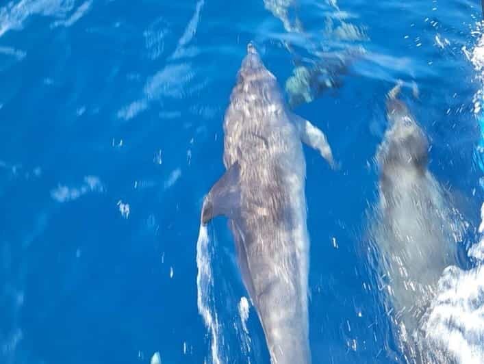 Private Dolphin Watch Boat Tour Port Aransas Texas - Pricing and Value