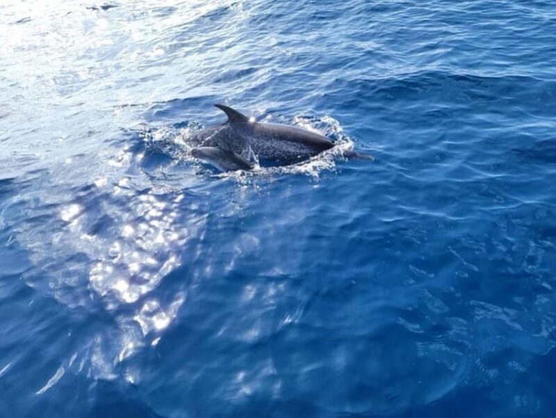 Private Dolphin Watch Boat Tour Port Aransas Texas - What You Should Know Before Booking