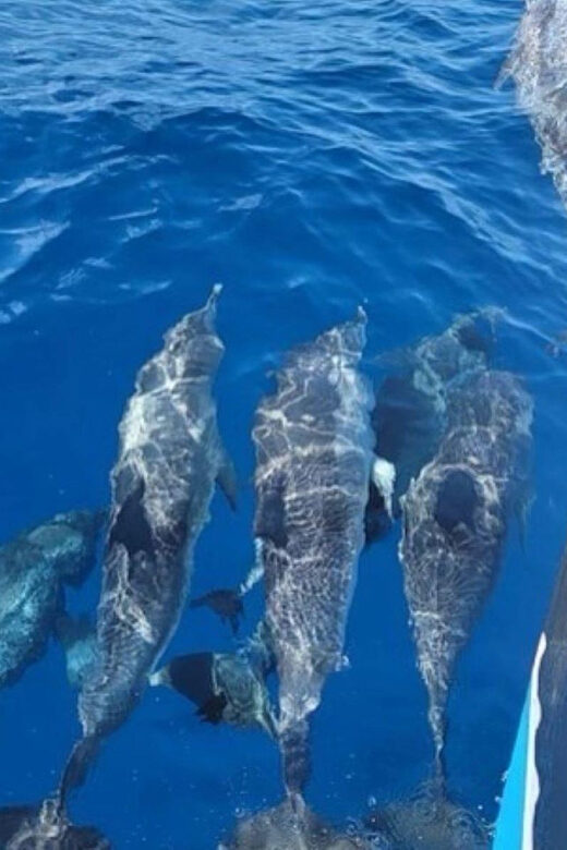 Private Dolphin Watch Boat Tour Port Aransas Texas - Authentic Experiences and What Travelers Love