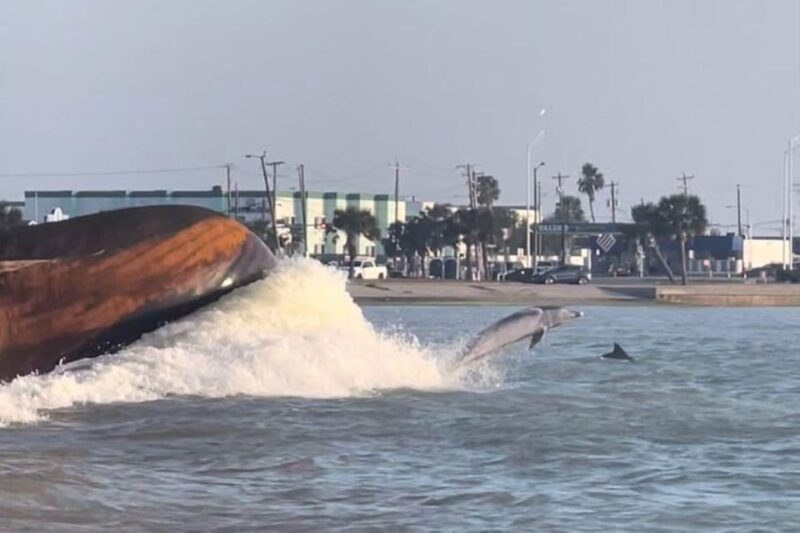 Private Dolphin Watch Boat Tour Port Aransas Texas - FAQ