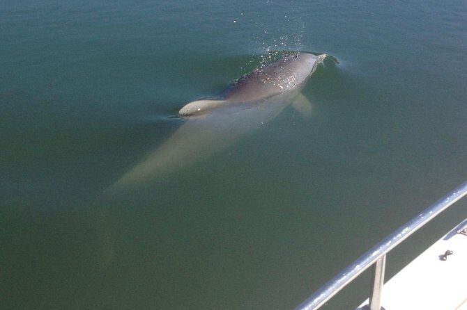 Private Dolphin Watch, Lighthouse and Ecological Boat Tours - Introduction