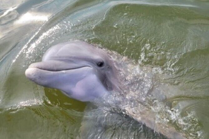 Private Dolphins and Daufuskie Island Stop Tour - Key Points