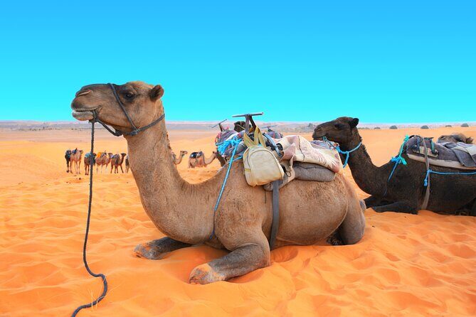 Private Driver for a full day in Marrakech - The Practicalities