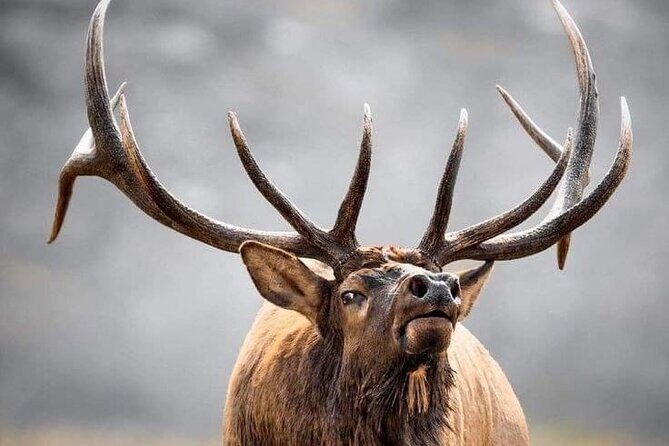 Private Driving Tour of the Rocky Mountain National Park - FAQ