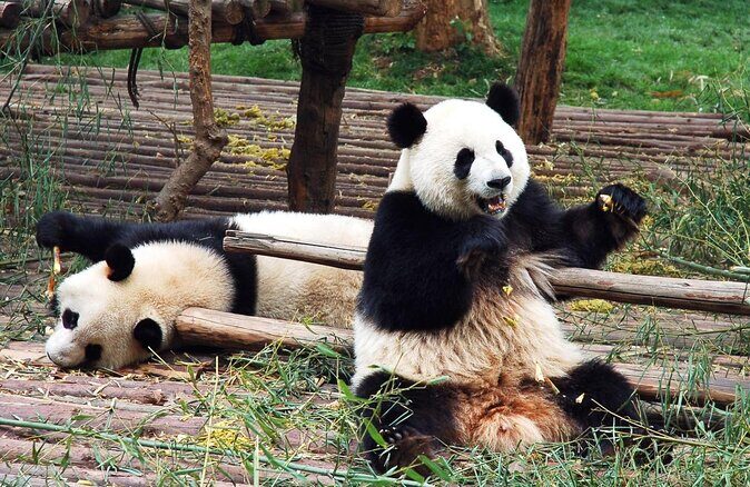 Private Dujiangyan Panda Base Panda Rescue Center Volunteer for a Day - What to Expect From Your Panda Volunteer Day