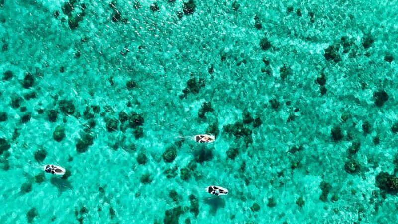 Private E-Board Tour of Moorea Lagoon - Key Points