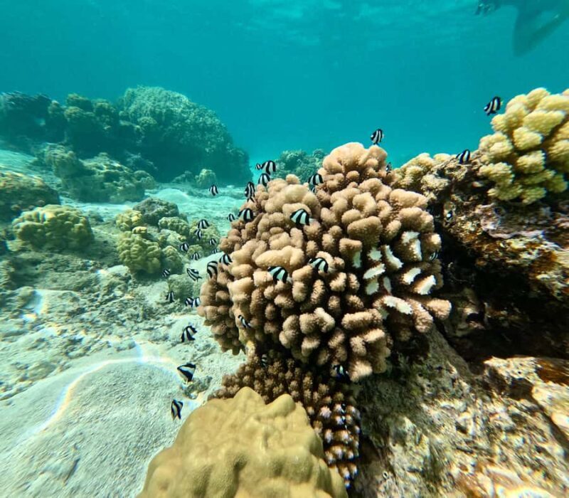 Private E-Board Tour of Moorea Lagoon - FAQs