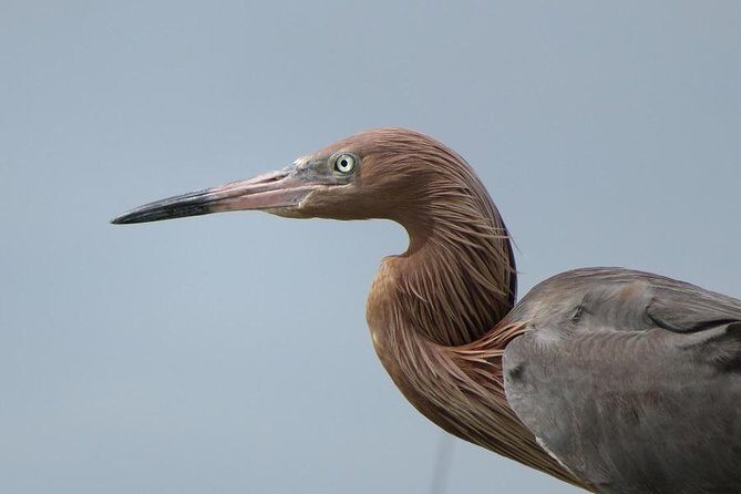 PRIVATE Eco Boat Trip out of Naples Bay, FL , island stop incl. - The View from the Reviews