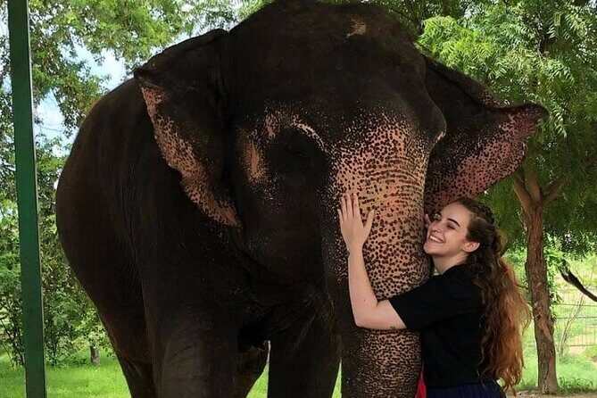 Private Elephant Sanctuary - An In-Depth Look at the Elephant Sanctuary Experience