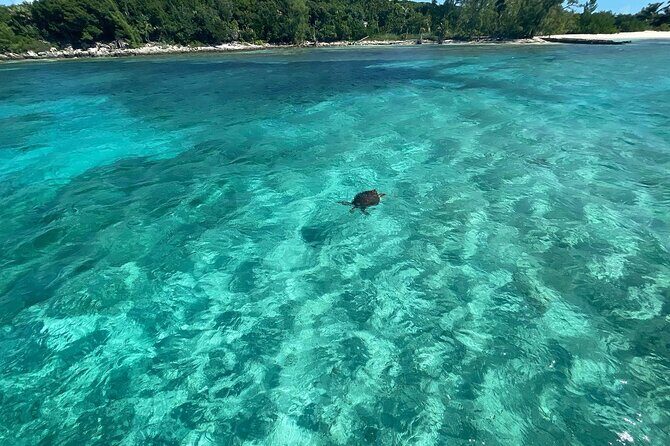 Private Eleuthera Island: Swim With Pigs, Turtles & Stingrays - The Itinerary in Detail