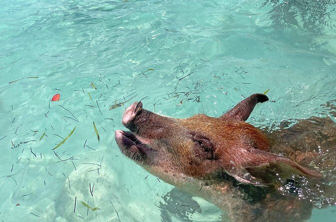 Private Eleuthera Island: Swim With Pigs, Turtles & Stingrays - What to Expect and Tips