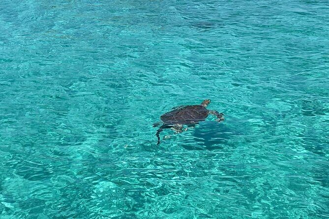 Private Eleuthera Island: Swim With Pigs, Turtles & Stingrays - Who Should Book This Tour?
