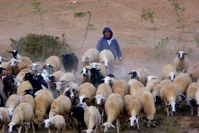 Private Escape To The Atlas Mountains: A unique cultural day out of Marrakech - Why This Tour Is a Great Choice