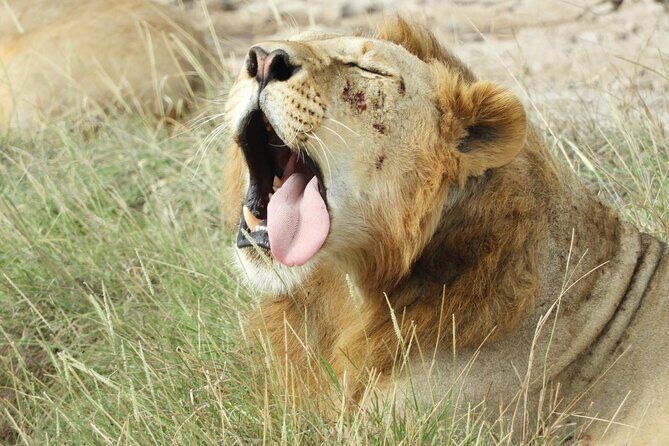 Private escape to:Nairobi national park tour 6.a.m to 11a.m - Who Will Love This Tour?