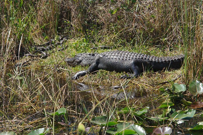 Private Everglades Airboat Tour including hotel pick up and Everglades specialist - Why the Private Format Matters