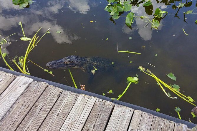 Private Everglades Airboat Tour including hotel pick up and Everglades specialist - Learning from the Guides