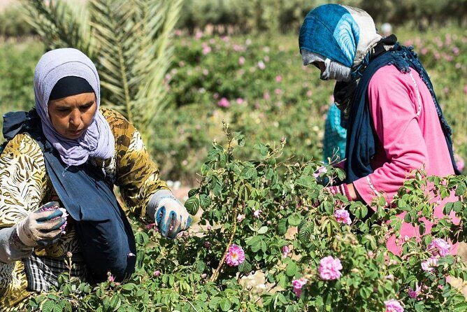 Private Excursion from Ouarzazate to Gorges Dades, Valley of Roses and Skoura - Final Thoughts