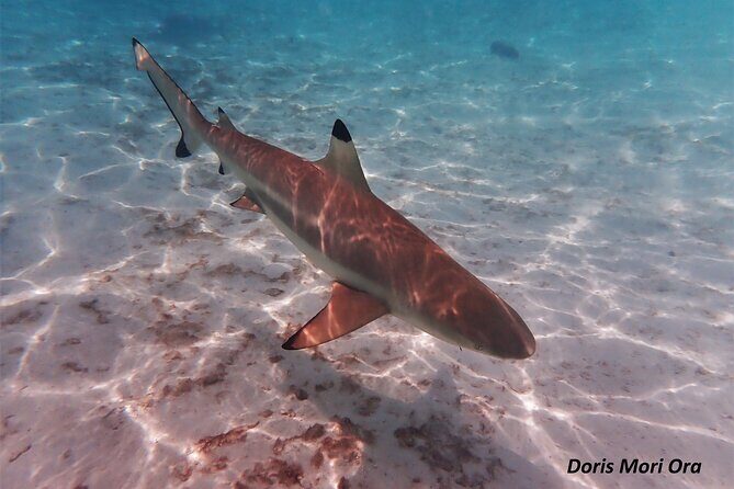 Private excursion Half day Moorea Discovery of the lagoon - An In-Depth Look at the Moorea Lagoon Private Snorkeling Tour