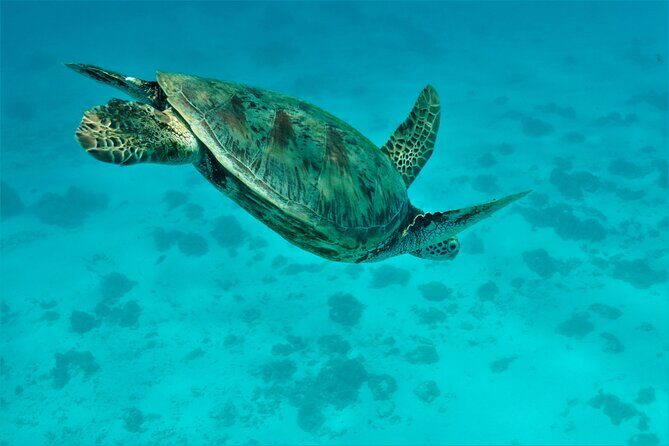 Private excursion Half day Moorea Discovery of the lagoon - FAQs
