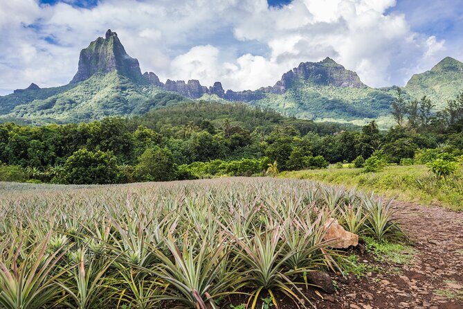 Private excursion to Moorea, photo tour & immersive discovery - Key Points