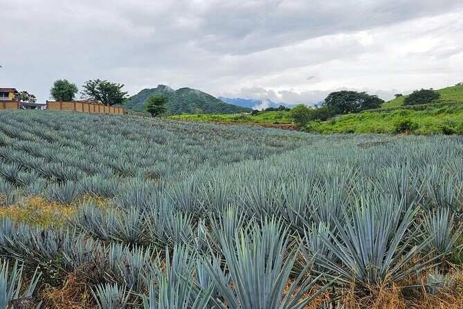 Private Experience to San Sebastián del Oeste - Key Points