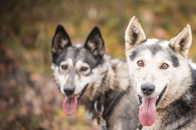 Private Fall Foliage Mushing Cart Ride in Fairbanks - A Deep Dive into the Experience
