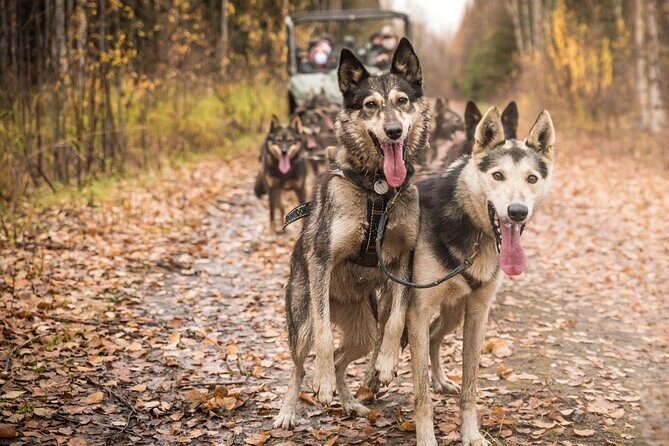 Private Fall Foliage Mushing Cart Ride in Fairbanks - Authenticity and Reviews
