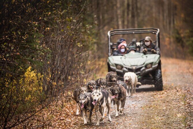 Private Fall Foliage Mushing Cart Ride in Fairbanks - The Sum Up