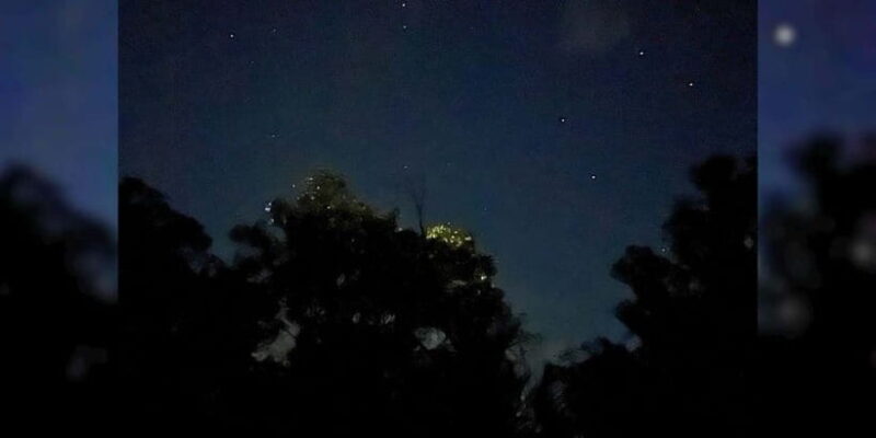 Private Firefly Watching Night Cruise on Bohol Abatan River - Key Points