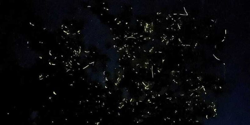 Private Firefly Watching Night Cruise on Bohol Abatan River - Evaluating the Value