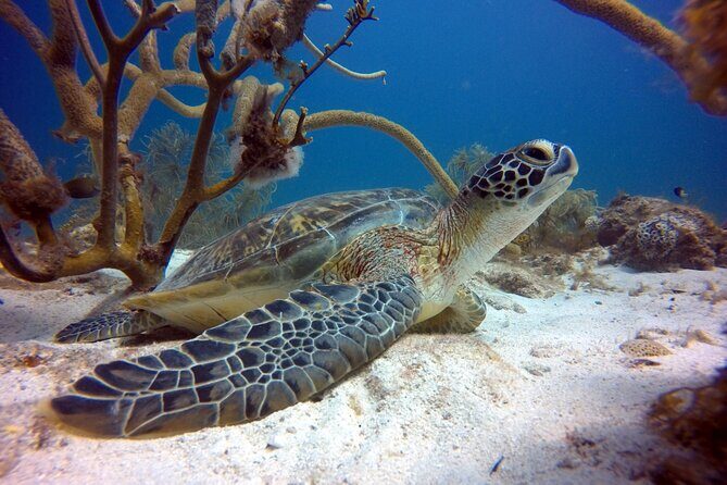 Private First-Time Dive on Arubas Reef and Wreck Site - What to Expect: Step-by-Step of the Experience