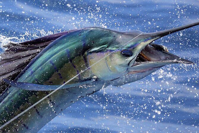 Private Fishing & Snorkel Charters in St Kitts and Nevis - Key Points