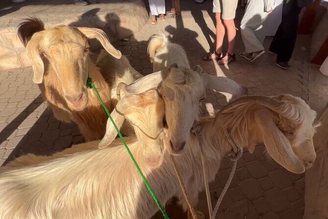 Private Friday Cattle Market-Nizwa and Jebel Akhdar-Full-Day Tour - Who Will Love This Tour?