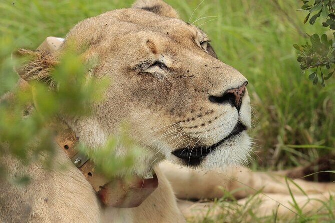 Private Full-Day Addo Elephant National Park - The Itinerary Breakdown: What to Expect