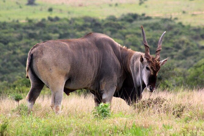 Private Full-Day Addo Elephant National Park - Price & Value Analysis