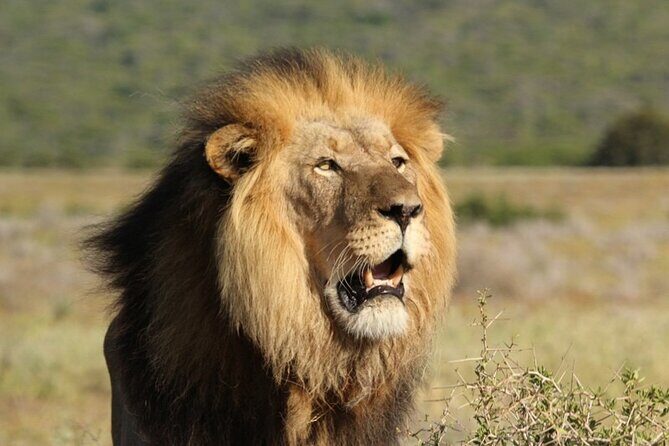 Private Full-Day Addo Elephant National Park - Authentic Encounters & Guide Expertise