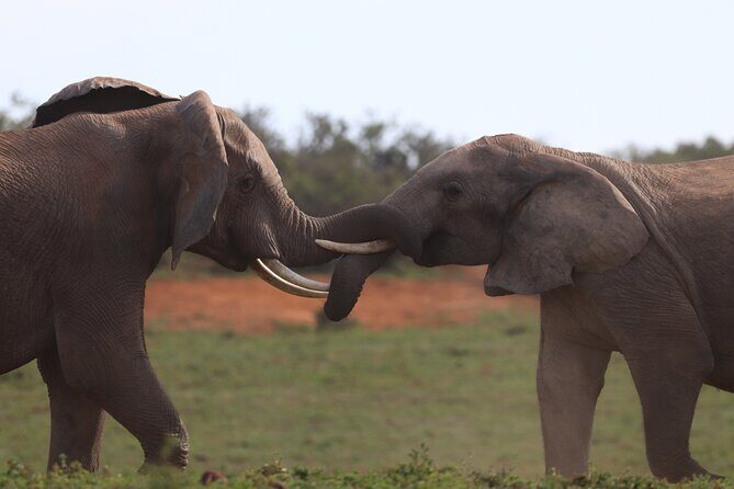 Private Full-Day Addo Elephant National Park - Who Should Consider This Tour?