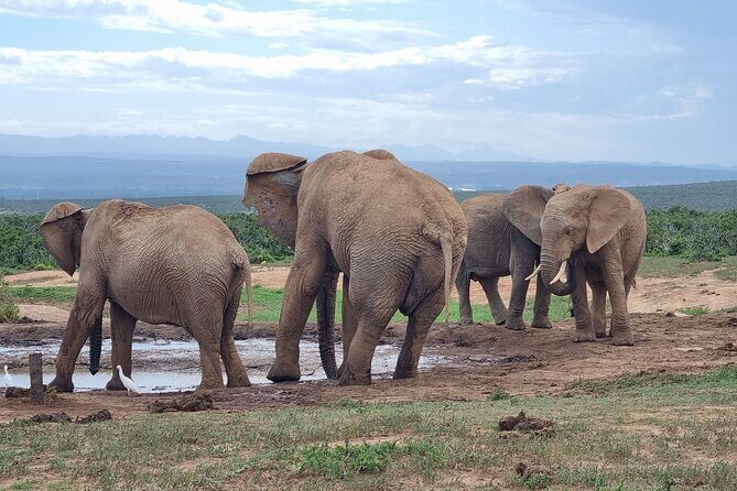 Private Full-Day Addo Elephant Park & Giraffe Walk - Giraffe Tracking on Foot: An Uncommon Safari Experience
