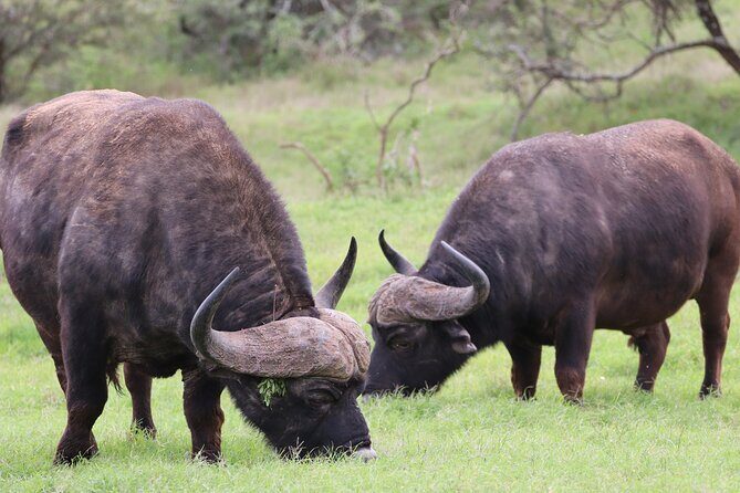Private Full-Day Addo Elephant Park & Giraffe Walk - The Sum Up