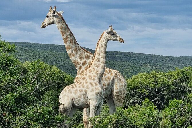 Private Full-Day Addo Elephant Park & Giraffe Walk - FAQ