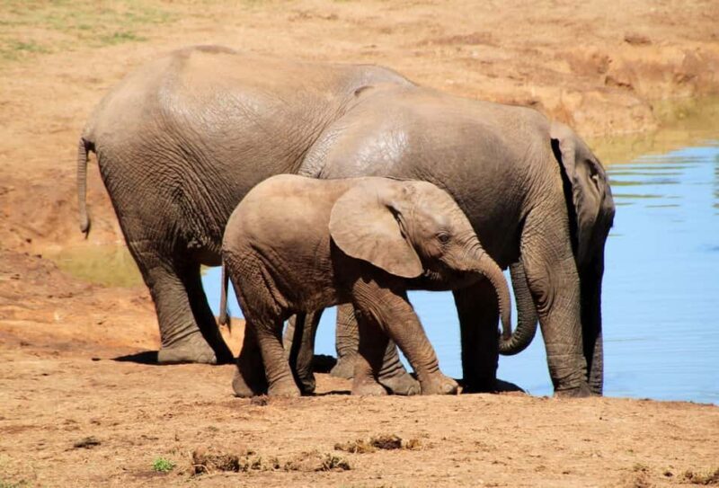 Private full day Aquila Safari tour - The Itinerary: What You Can Expect