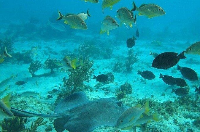 Private Full Day Charter - Stingray City, Starfish Point, Kaibo & Snorkeling - Frequently Asked Questions