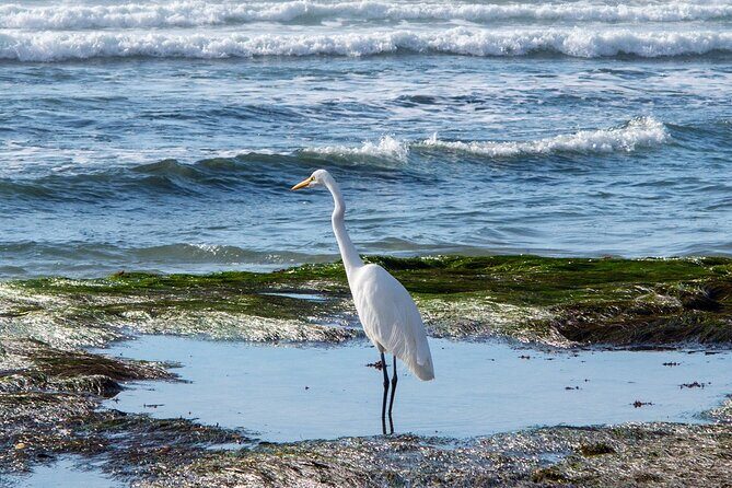 Private Full Day Coastal Tour from San Diego with private driver/guide - A Detailed Look at the Itinerary